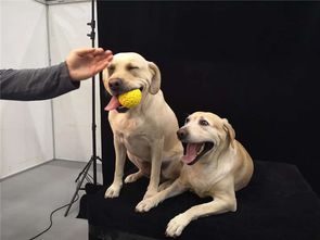 郑州国际宠物产业博览会盛大开幕，海名会展致力打造中原宠物第一展