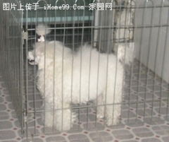 精心养育，健康亲人 自家繁殖玩具白贵宾宝宝出售，可上门看狗妈妈