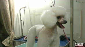 明发爱犬宠物之家 全方位宠物服务的温馨港湾