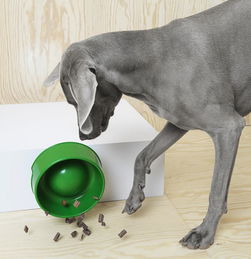 宜家首次发布宠物家具 买回去献给主子 宠物美容新体验