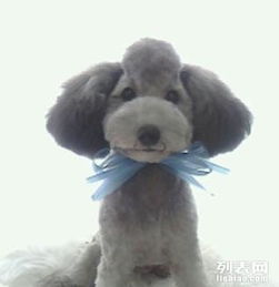 软件园周边优质宠物服务指南 洗澡、美容、寄养与用品一站式体验