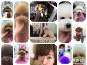 拉菲宠物 一站式宠物美容、洗澡、寄养与用品服务指南