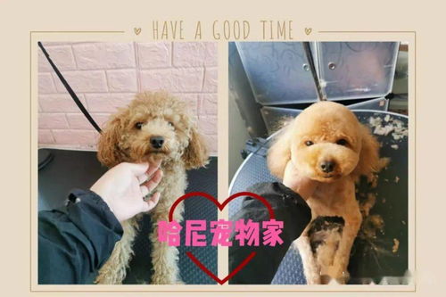 哈尼宠物家三周年店庆 美容优惠无套路，真心回馈爱宠家