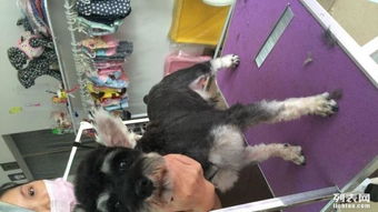 家庭式宠物美容护理 为爱宠打造温馨的美容体验