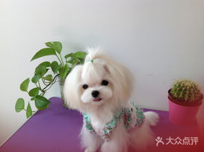 欢欢宠物美容工作室 为您的爱宠打造专属美丽