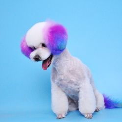 清爽宠物美容研习中心管庄店 专业、爱心与技艺的宠物美容家园