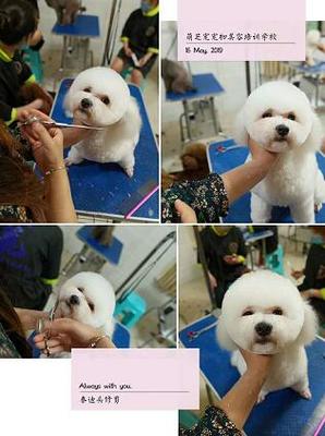 成都热门宠物美容师培训学校收费与课程详解 专业宠物美容培训指南